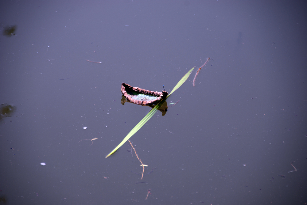 DSC_6586 副本.jpg