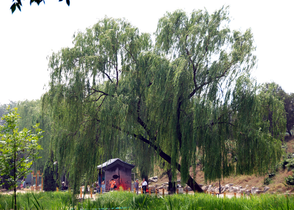DSC_6598 副本.jpg