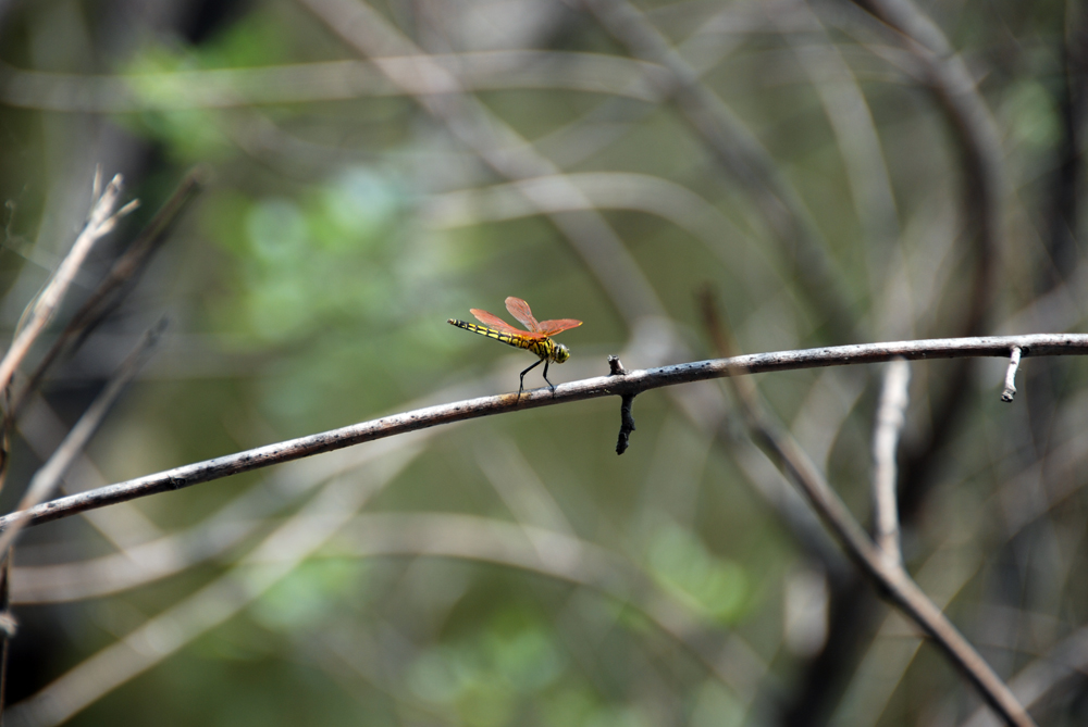 DSC_6602 副本.jpg