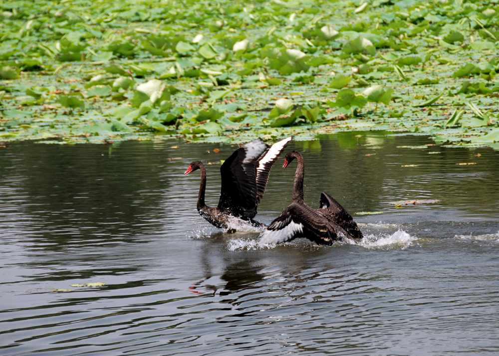 DSC_6654 副本.JPG