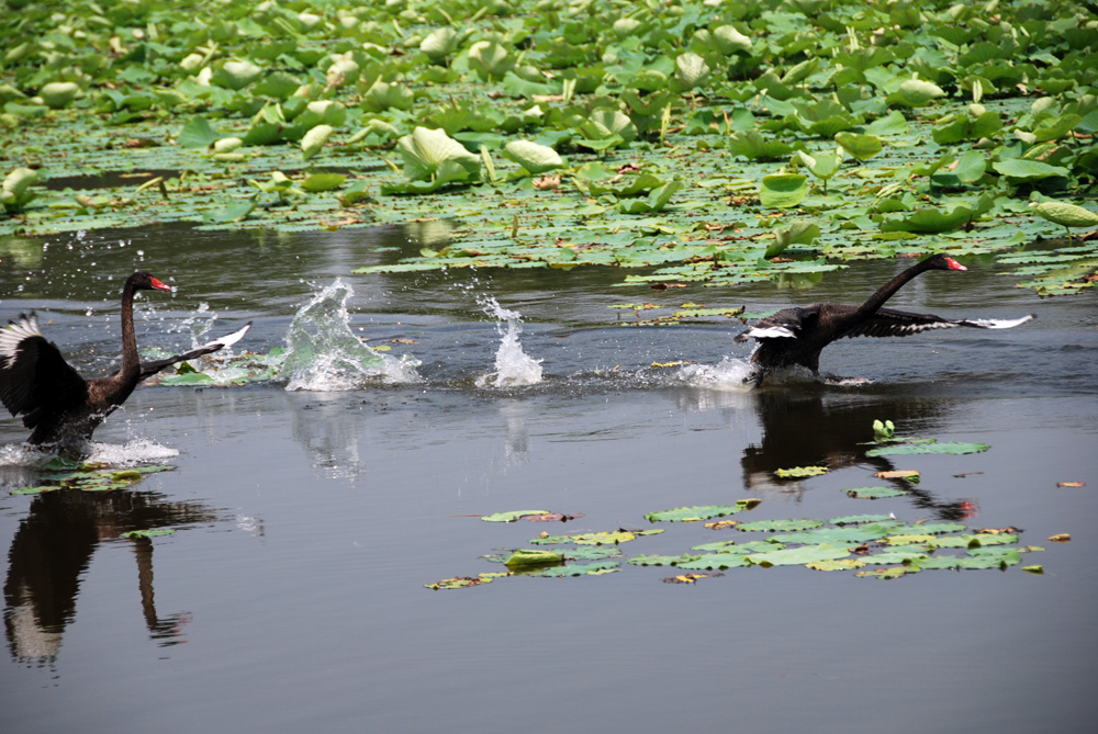 DSC_6668 副本.jpg