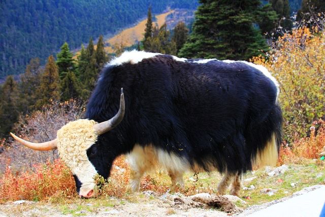 2012-10-23在色季拉山口看南迦巴瓦雪山 (16).jpg