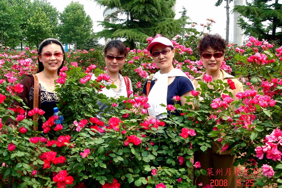 nEO_IMG_2008年5月莱州月季花节.jpg