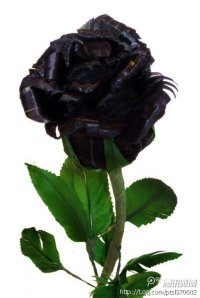 黑玫瑰.jpg