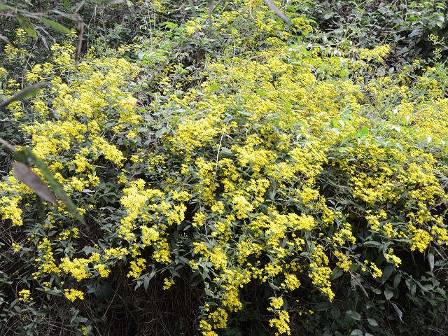 PhotoCap_234.jpg