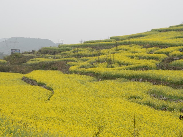 PhotoCap_444.jpg