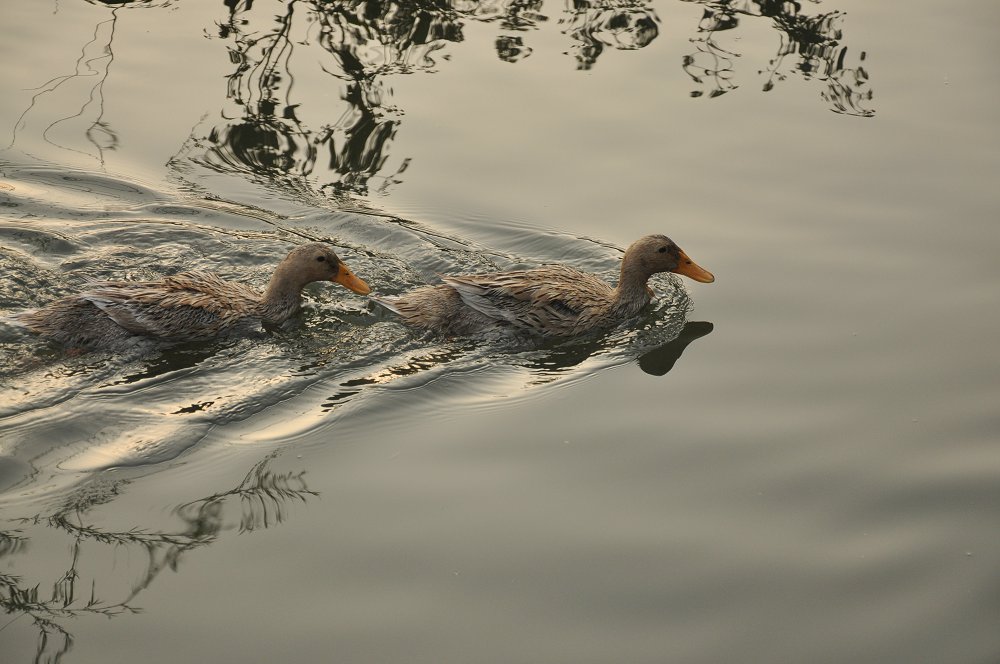 DSC_4561.JPG