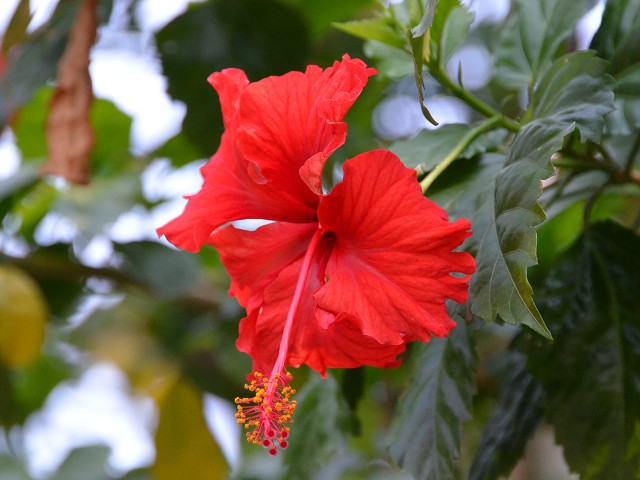 PhotoCap_164.jpg