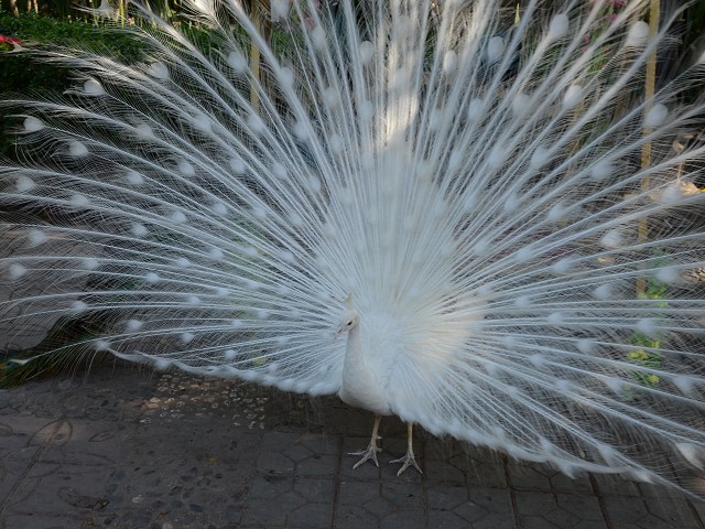PhotoCap_383.jpg