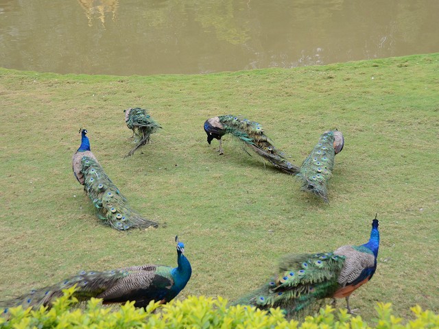 PhotoCap_008.jpg