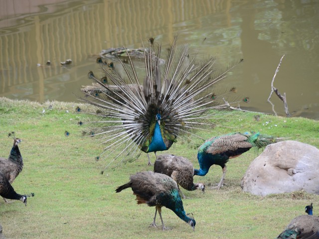 PhotoCap_089.jpg