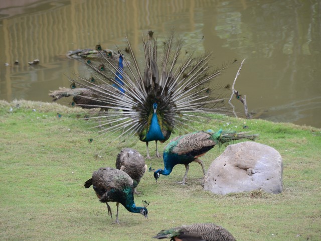 PhotoCap_086.jpg