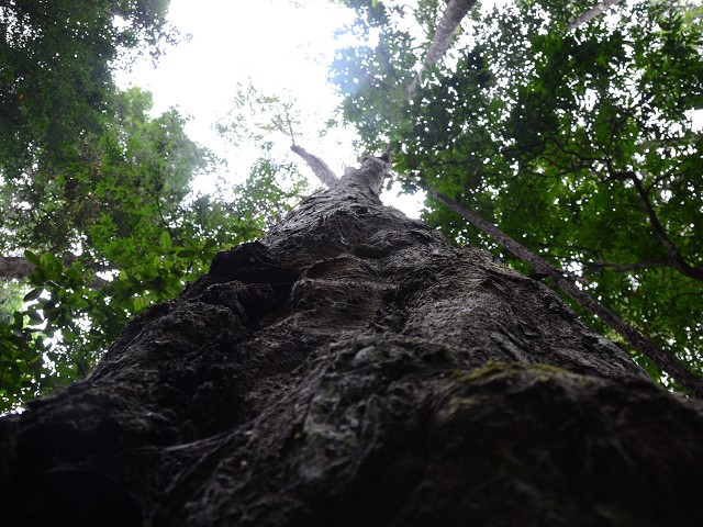 PhotoCap_132.jpg