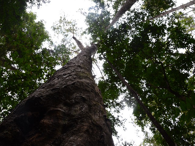 PhotoCap_133.jpg
