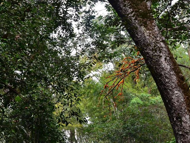 PhotoCap_149.jpg