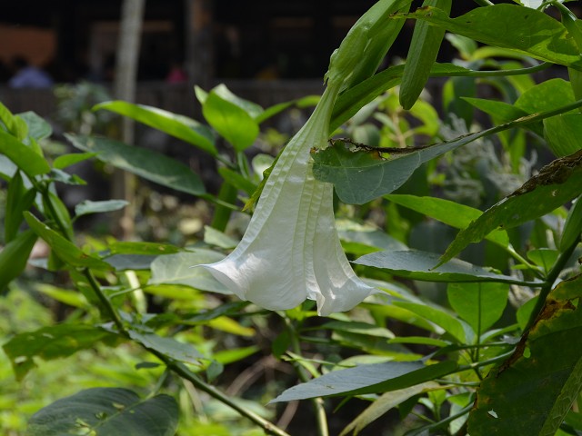 PhotoCap_185.jpg