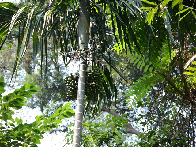 PhotoCap_188.jpg