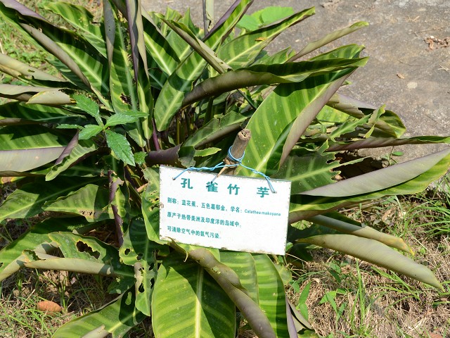 PhotoCap_183.jpg