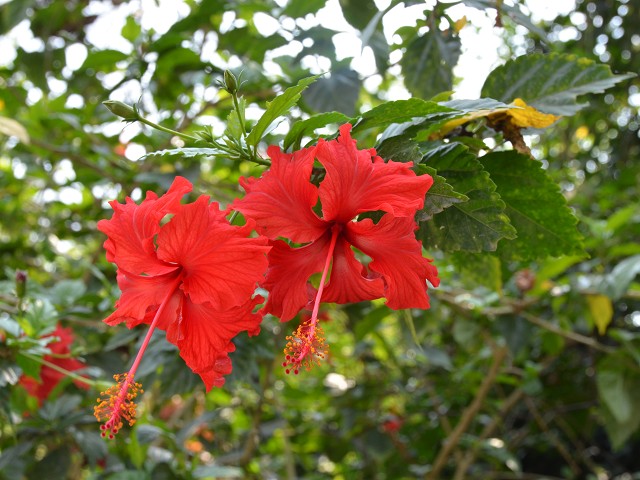 PhotoCap_194.jpg