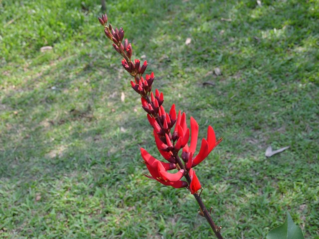 PhotoCap_209.jpg