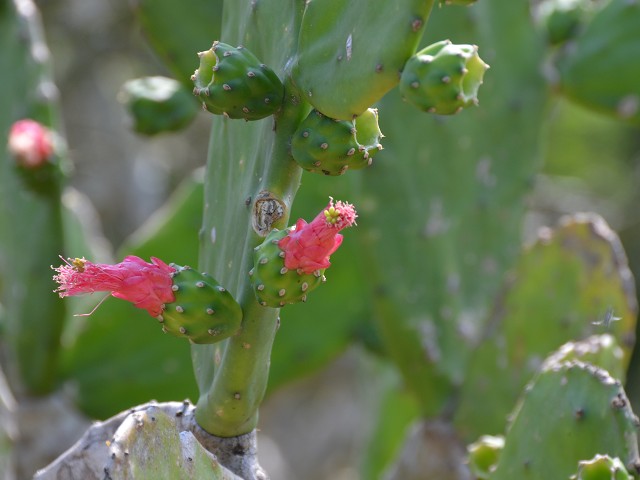 PhotoCap_210.jpg