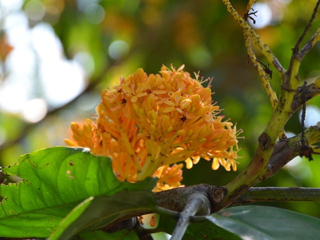 PhotoCap_294.jpg