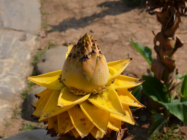 PhotoCap_390.jpg