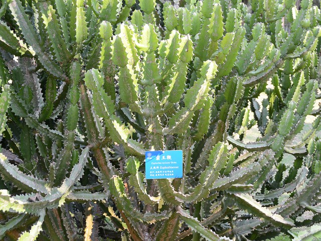 PhotoCap_411.jpg