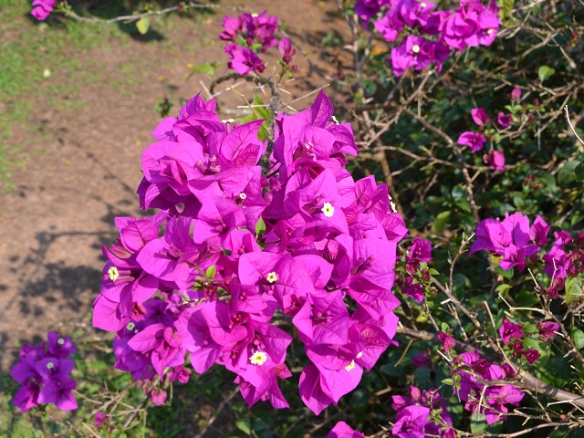 PhotoCap_402.jpg