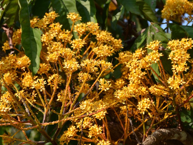 PhotoCap_425.jpg