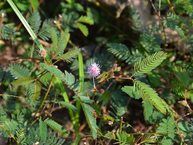 PhotoCap_388.jpg