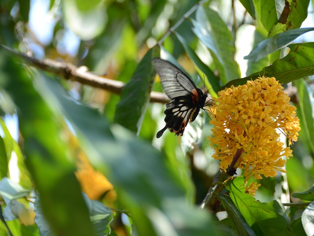 PhotoCap_430.jpg