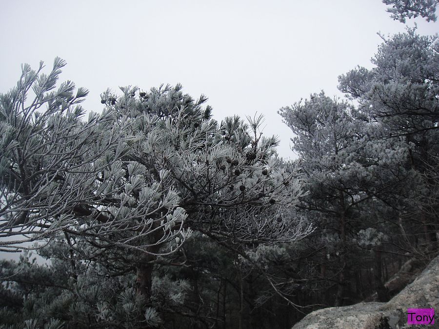 DSC02750.jpg