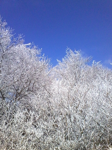 IMG_20130324_141603.jpg