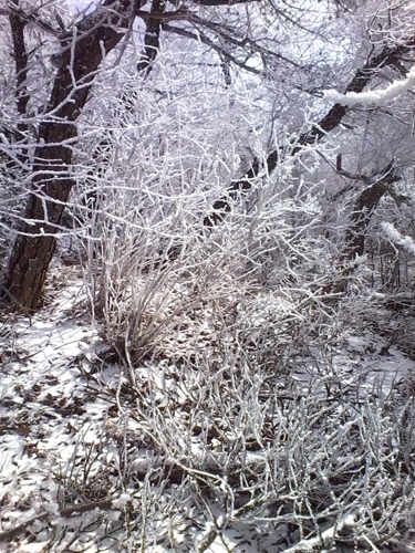IMG_20130324_123737.jpg
