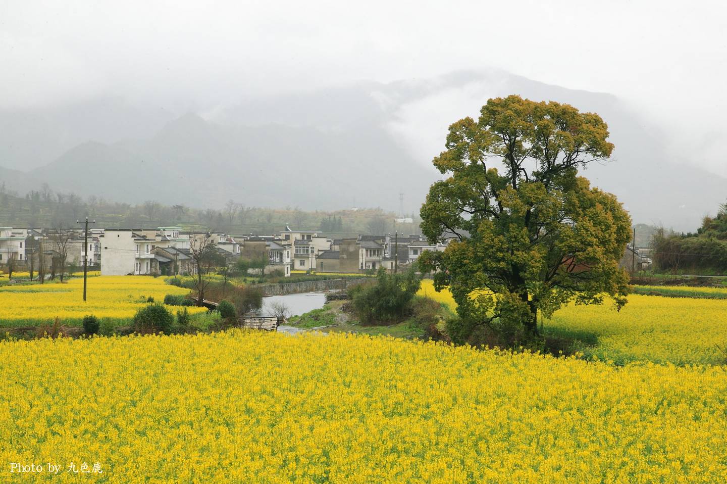 1CFV0550油菜花开.jpg