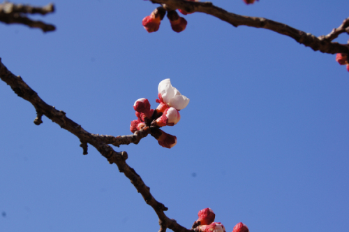 DSC08095.JPG