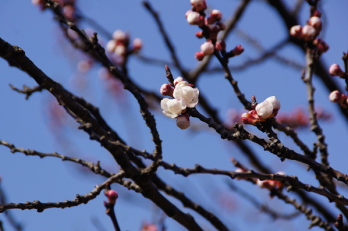 DSC08087.JPG