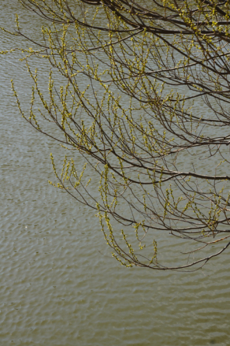 DSC08100.JPG