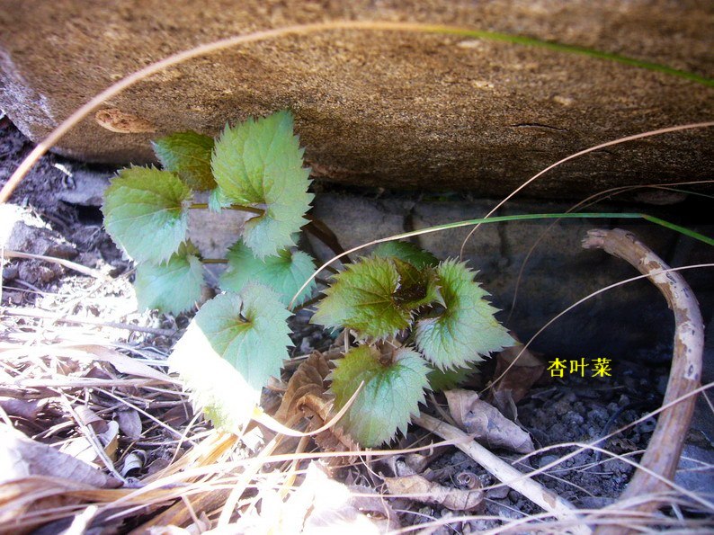 P1220759_缩小大小.JPG
