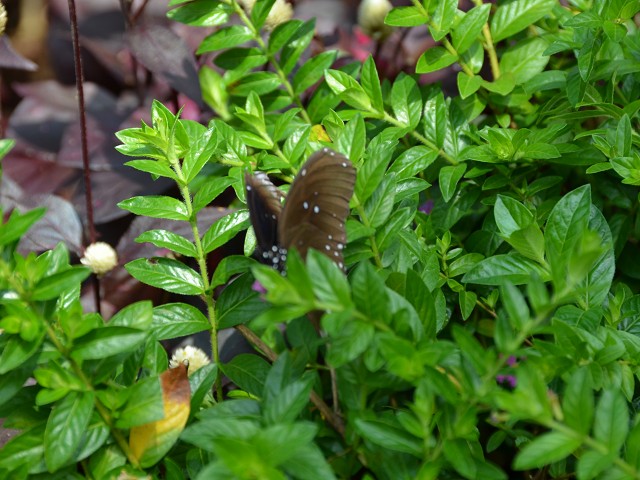 PhotoCap_095.jpg