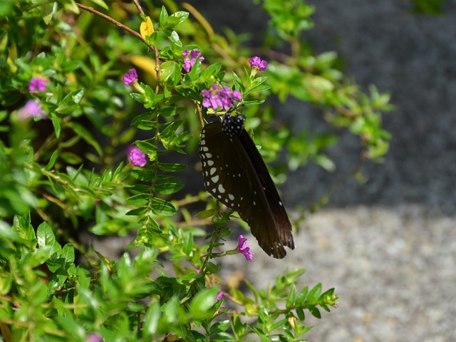 PhotoCap_093.jpg