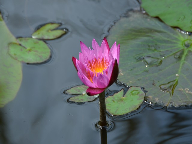 PhotoCap_097.jpg