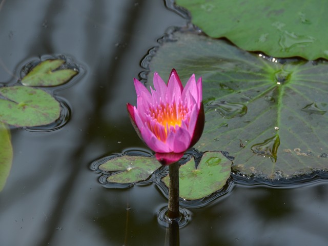 PhotoCap_098.jpg