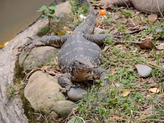 PhotoCap_102.jpg