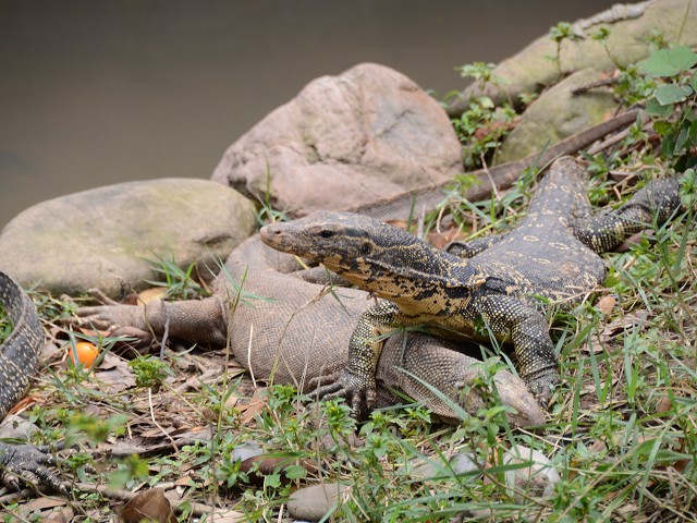 PhotoCap_103.jpg