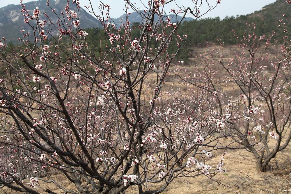 里口山杏花 080.jpg