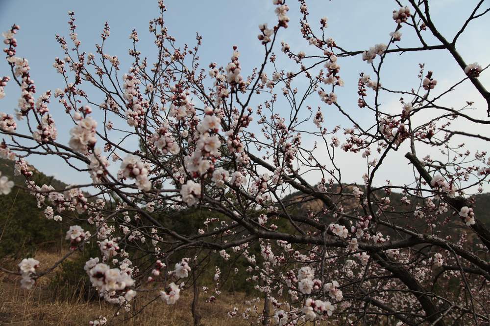里口山杏花 096.jpg