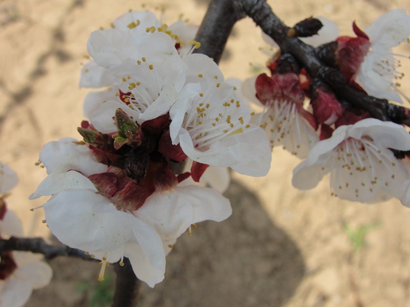 DSC03378_副本_副本.jpg