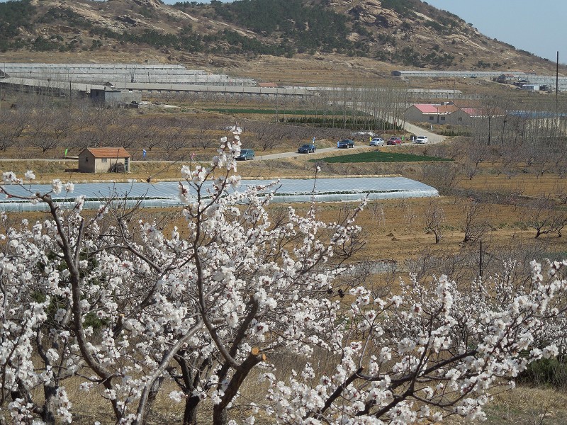 山村来客.jpeg